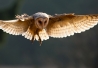 'Barn Owl' by Robert Adamec (http://1x.com/photo/50042/category/nature/latest-additions/barn-owl)