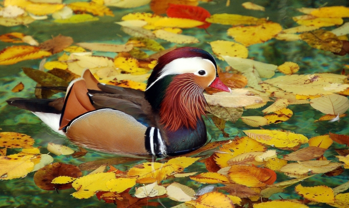'Mandarin Autumn' by Flickr user digitalART2